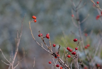 DSC07806.jpg