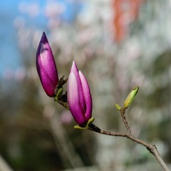 DSC02233.jpg