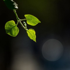 DSC02290.jpg