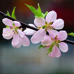DSC02386.jpg