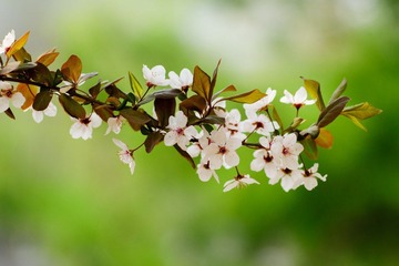 DSC02412.jpg