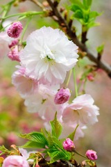 DSC02455.jpg