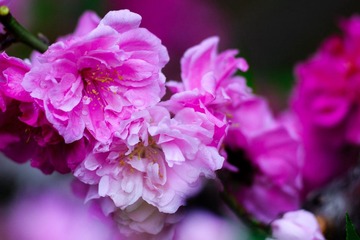 DSC03110.jpg