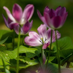 DSC08769.jpg