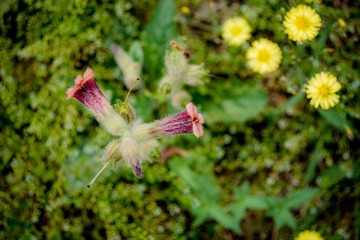 DSC08976.jpg