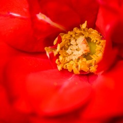 DSC09003.jpg