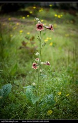 nEO_IMG_DSC09219.jpg