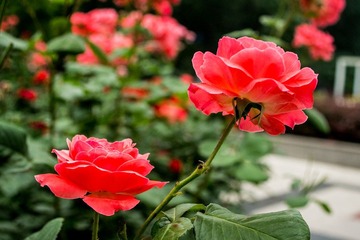 DSC04182.jpg