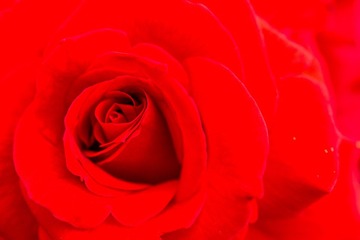 DSC04184.jpg