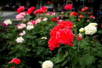 DSC04191.jpg