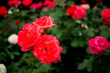 DSC04195.jpg