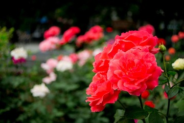 DSC04198.jpg