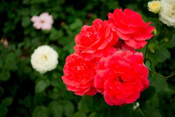 DSC04199.jpg