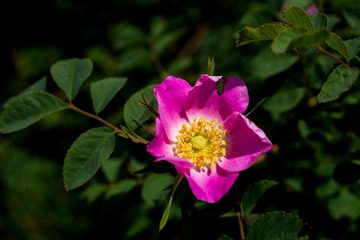 DSC05383.jpg