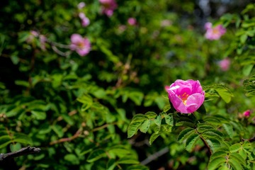 DSC05387.jpg