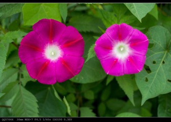 nEO_IMG_DSC05477.jpg