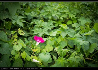 nEO_IMG_DSC05481.jpg