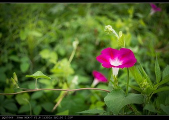 nEO_IMG_DSC05482.jpg