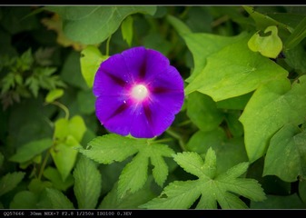 nEO_IMG_DSC05484.jpg