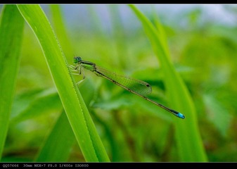 nEO_IMG_DSC05587.jpg