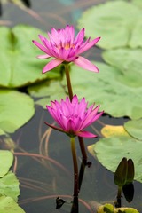 DSC09518.jpg