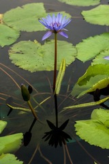 DSC09522.jpg