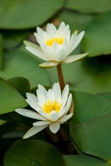 DSC09526.jpg