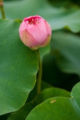 DSC09556.jpg