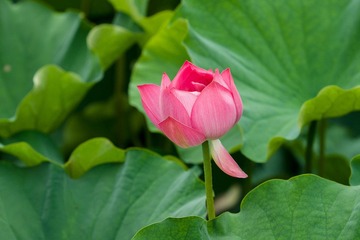 DSC09725.jpg