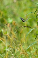 DSC01119.jpg