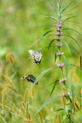 DSC01120.jpg