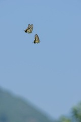 DSC01136.jpg