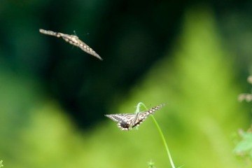 DSC01200.jpg