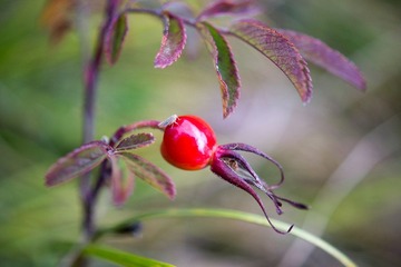 DSC08482.jpg