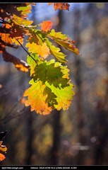 nEO_IMG_DSC00809.jpg