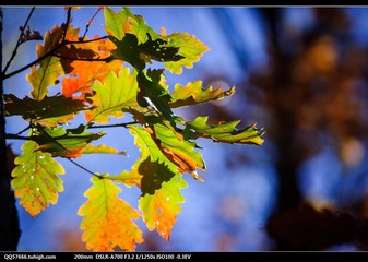 nEO_IMG_DSC00813.jpg