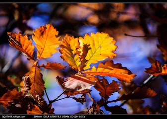 nEO_IMG_DSC00829.jpg