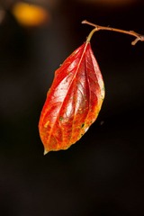 DSC01081.jpg