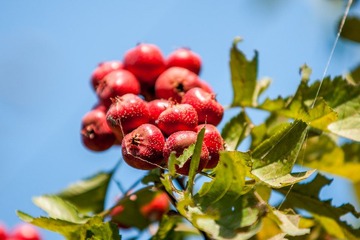 DSC01104.jpg