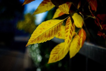 DSC09811.jpg