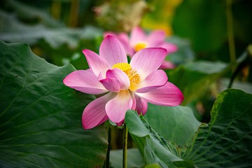 QIN02907