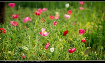 nEO_IMG_DSC02442.jpg