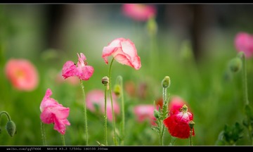 nEO_IMG_DSC02443.jpg
