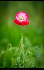 nEO_IMG_DSC02446.jpg