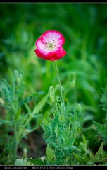 nEO_IMG_DSC02450.jpg
