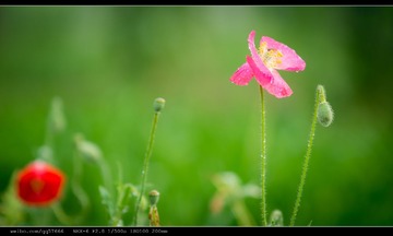 nEO_IMG_DSC02455.jpg