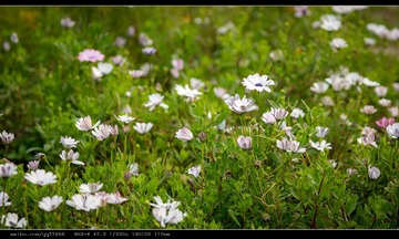 nEO_IMG_DSC02458.jpg