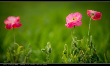 nEO_IMG_DSC02462.jpg