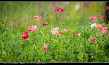 nEO_IMG_DSC02488.jpg
