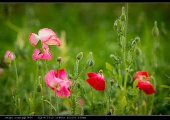 nEO_IMG_DSC02491.jpg